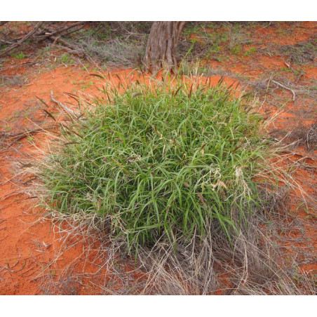 KOLCZATEK ORZĘSIONY  Cenchrus ciliaris