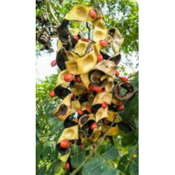 KORALOWE DRZEWO MICROSPERMA Adenanthera microsperma