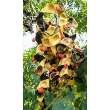 KORALOWE DRZEWO MICROSPERMA Adenanthera microsperma