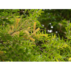 KORALOWE DRZEWO MICROSPERMA Adenanthera microsperma