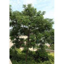 KORALOWE DRZEWO MICROSPERMA Adenanthera microsperma