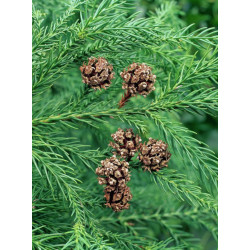 KRYPTOMERIA JAPOŃSKA Cryptomeria japonica