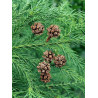 KRYPTOMERIA JAPOŃSKA Cryptomeria japonica