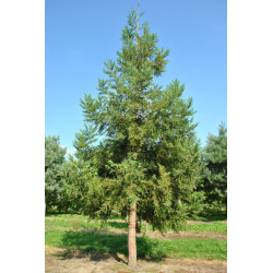 KRYPTOMERIA JAPOŃSKA Cryptomeria japonica