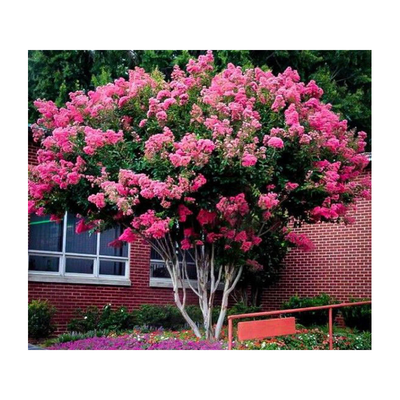 LAGERSTREMIA Lagerstroemia indica