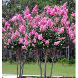 LAGERSTREMIA Lagerstroemia indica