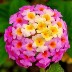 LANTANA POSPOLITA  Lantana camara
