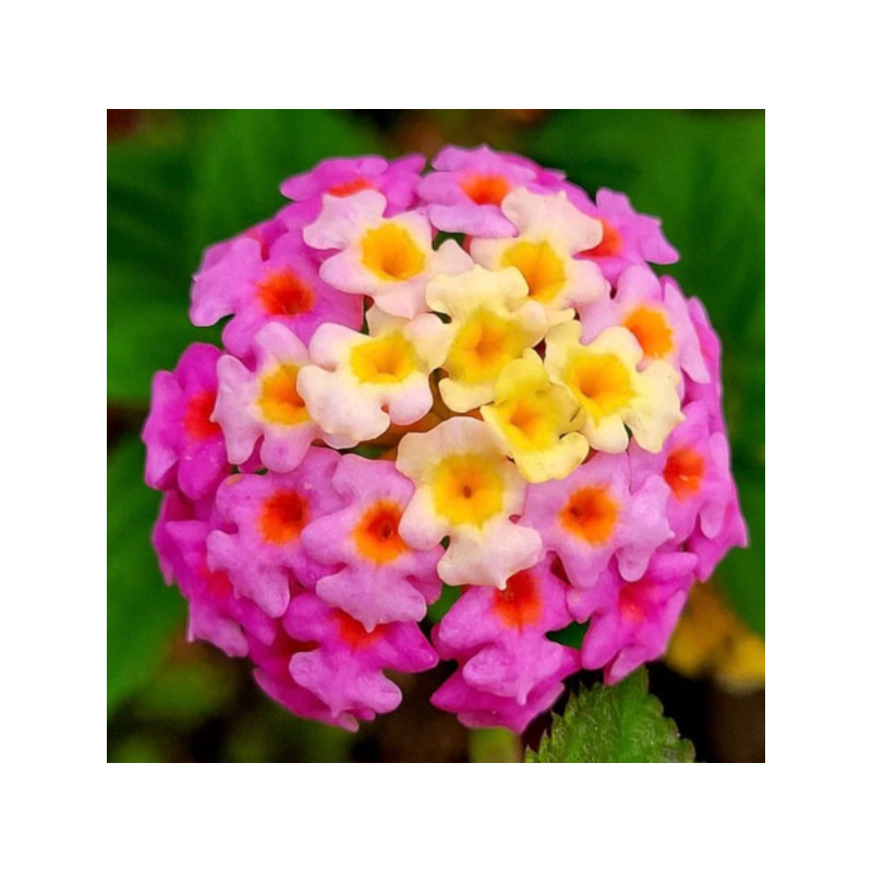 LANTANA POSPOLITA  Lantana camara