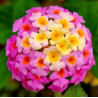LANTANA POSPOLITA  Lantana camara