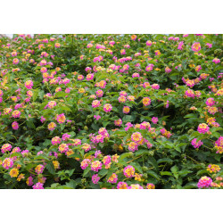 LANTANA POSPOLITA  Lantana camara