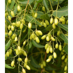 MIODLA INDYJSKA Azadirachta indica