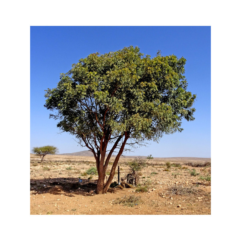 MIODLA INDYJSKA Azadirachta indica