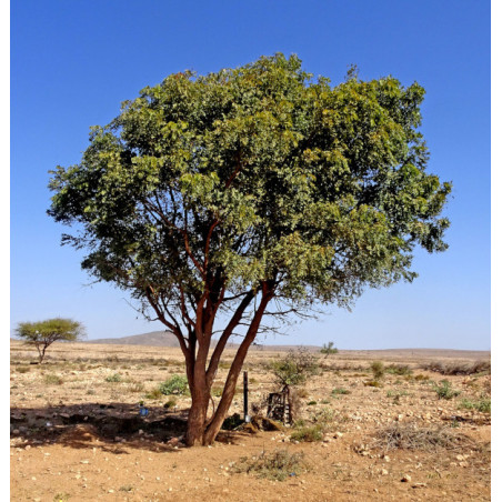 MIODLA INDYJSKA Azadirachta indica