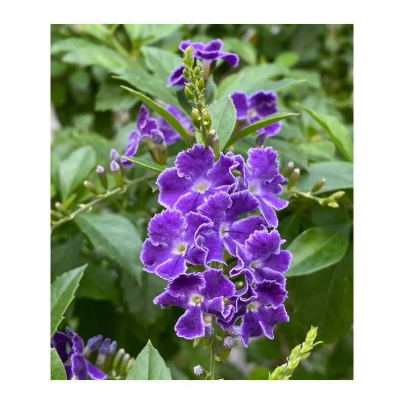 NIEBIAŃSKI KWIAT Duranta erecta