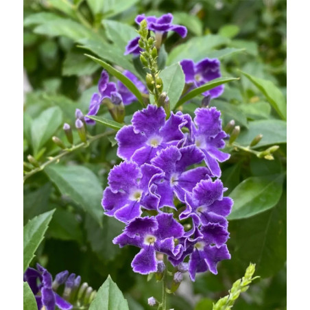 NIEBIAŃSKI KWIAT Duranta erecta