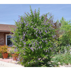 NIEBIAŃSKI KWIAT Duranta erecta