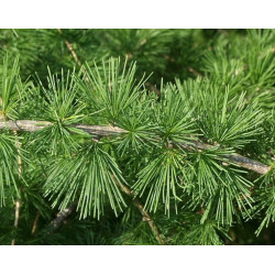 MODRZEW EUROPEJSKI Larix decidua