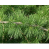 Larix decidua