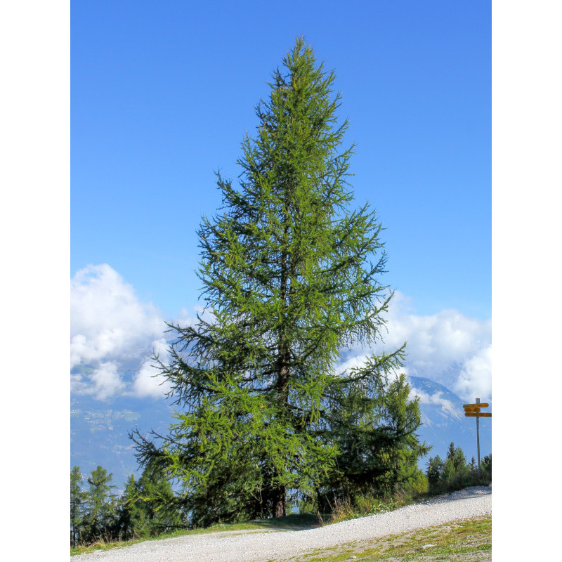 Larix decidua