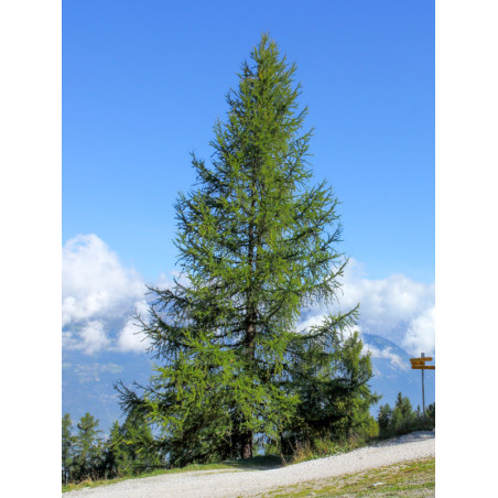 Larix decidua