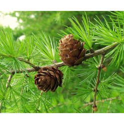Larix decidua