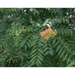 Ailanthus excelsa