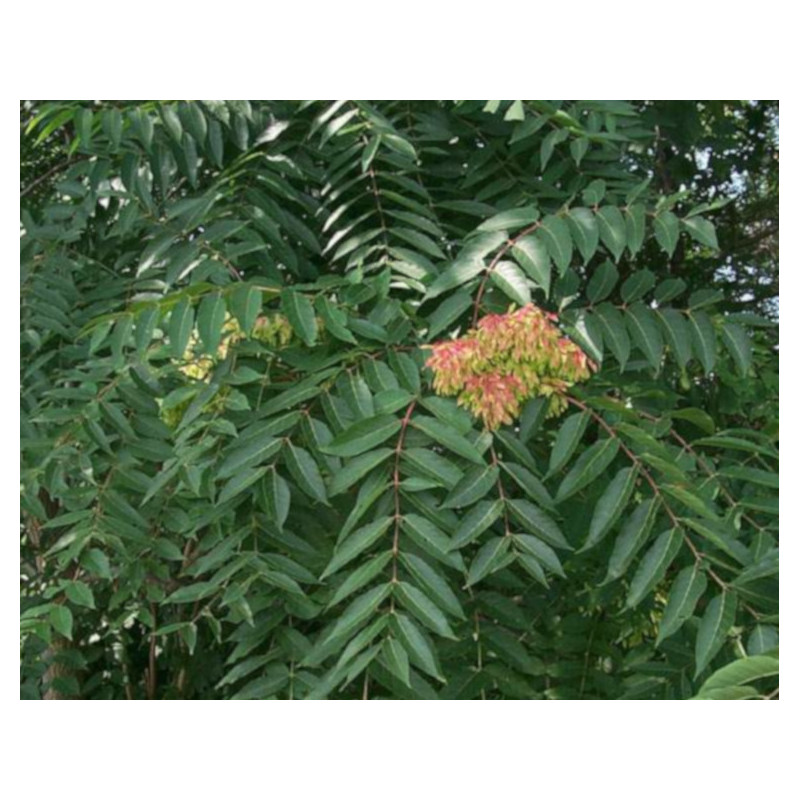 Ailanthus excelsa