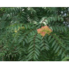 Ailanthus excelsa