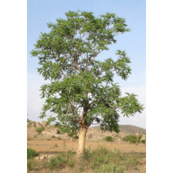 Ailanthus excelsa