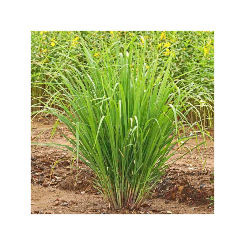 Cymbopogon flexuosus