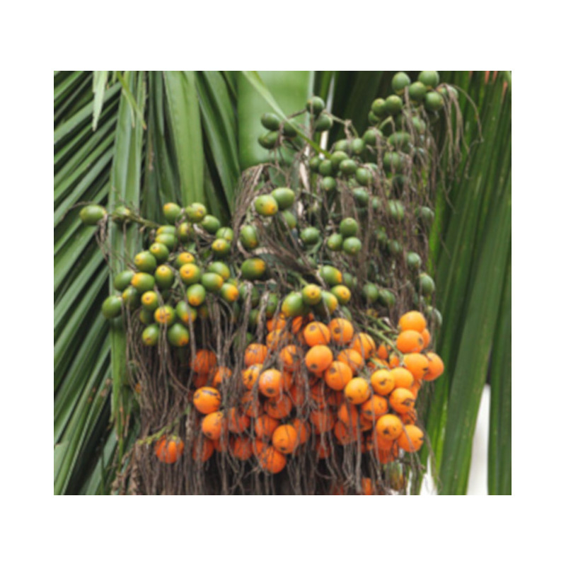 PALMA BETELOWA Areca catechu