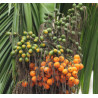 PALMA BETELOWA Areca catechu