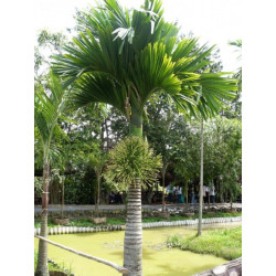 PALMA BETELOWA Areca catechu