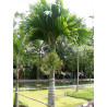 PALMA BETELOWA Areca catechu