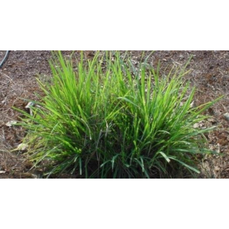 RÓŻA PALMOWA  Cymbopogon martinii