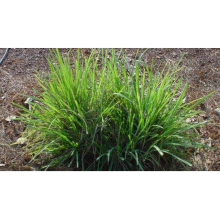 RÓŻA PALMOWA  Cymbopogon martinii