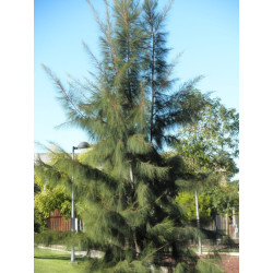 Casuarina equisetifolia