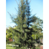 Casuarina equisetifolia