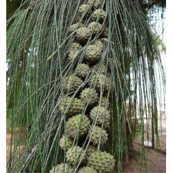 Casuarina equisetifolia
