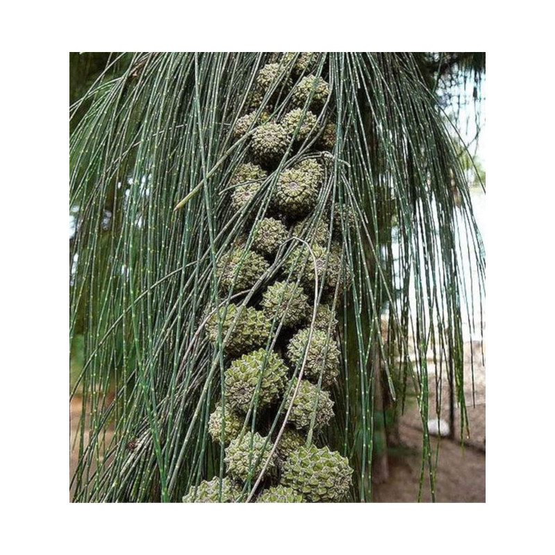 Casuarina equisetifolia