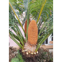 Cycas circinalis