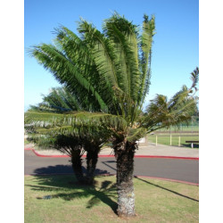 Cycas circinalis