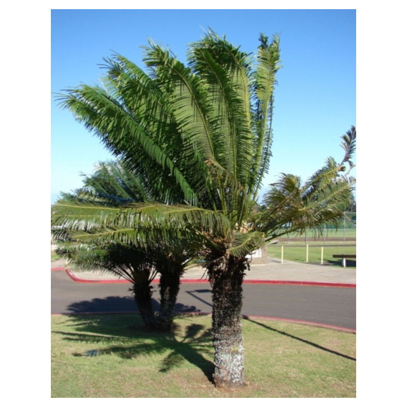 Cycas circinalis