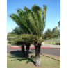 Cycas circinalis