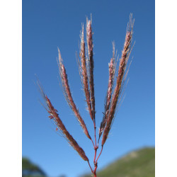 Dichanthium annulatum