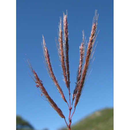 Dichanthium annulatum