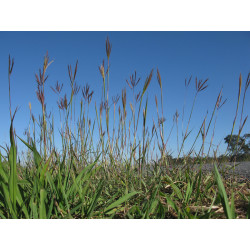 Dichanthium annulatum
