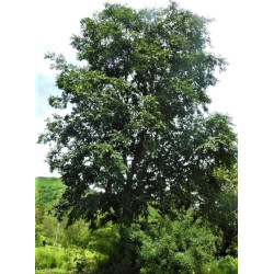 Holoptelea integrifolia