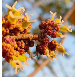 Holoptelea integrifolia