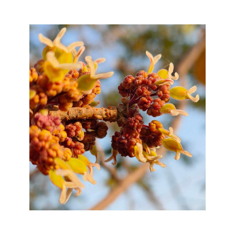 Holoptelea integrifolia